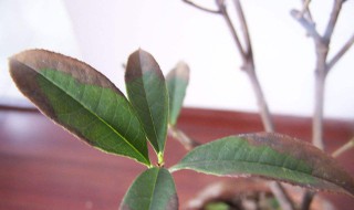 桂花叶子尖干枯怎么了 有什么解决措施