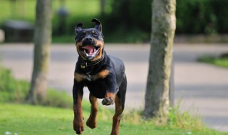 罗威纳的优点和缺点 养一只罗威纳犬到底值不值得