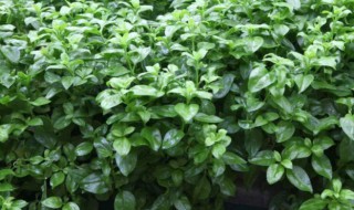 穿心莲的种植方法 不知道你就亏了