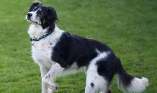 边境牧羊犬优缺点 带你深入了解边境牧羊犬