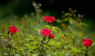 沈阳有什么特产 沈阳的特产有哪些