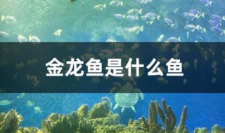 金龙鱼是什么鱼 金龙鱼是海鱼还是淡水鱼