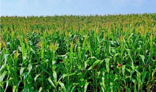 秋季农作物有哪些 秋季农作物介绍