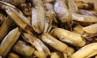蛏子干怎么处理不腥 可以怎么清洗呢