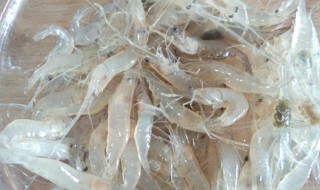 虾酱腌制方法 如何制作虾酱