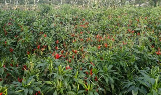 怎么做辣椒 这样做的辣椒最开胃