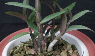 家中如何盆栽铁皮石斛 发现病害怎么办
