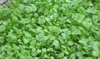 香菜怎么保存最久 怎么保存香菜