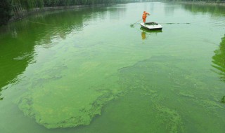 养殖池蓝藻怎么处理 养殖池蓝藻如何处理