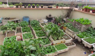 泡沫种菜怎么处理 怎么用泡沫盒种菜