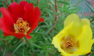 太阳花什么时候开花 太阳花开花季节