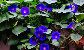 爬墙花卉有哪些 爬墙花卉列述