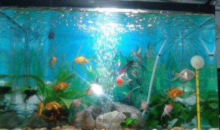 鱼缸壁发霉怎么处理 鱼缸壁发霉的处理方法