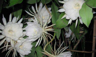 昙花的唯美句子 描写昙花的优美句子集锦