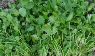 香菜怎么种植 香菜种植技巧