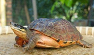 乌龟怎么过冬 乌龟的生活习性