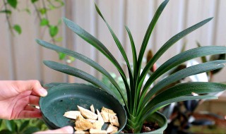 如何做水培君子兰 详解水培君子兰4大步骤