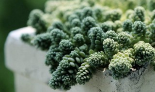 景天盆栽方法 怎么用盆栽养景天