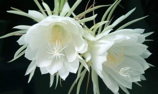 昙花爆盆方法 怎么扦插让昙花爆盆