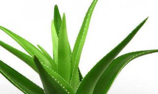 芦荟保存方法 怎么保存芦荟