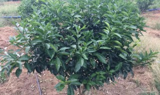 柑桔剪枝方法 柑桔剪枝的简单方法