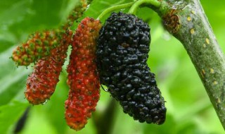 桑树栽培方法 种植桑树的步骤