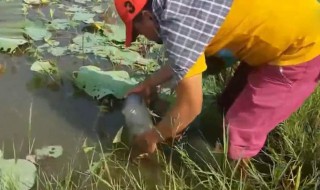 饮料瓶捕鱼方法 饮料瓶捕鱼方法介绍