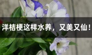 洋桔梗水培方法 洋桔梗这样水养又美又仙
