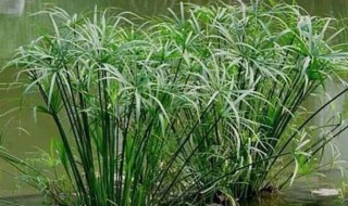 伞草的养殖方法 伞草如何养殖