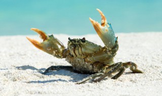 大闸蟹保存方法时间长 大闸蟹可以长时间保存的方法