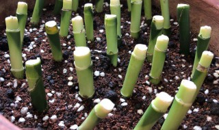 富贵竹怎么繁殖 富贵竹繁殖方法