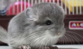 龙猫吃什么 龙猫吃什么好