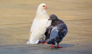 鸽子吃什么食物 鸽子吃的食物简述