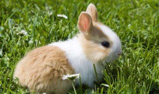 红梅晴雪什么生肖 红梅晴雪生肖解释