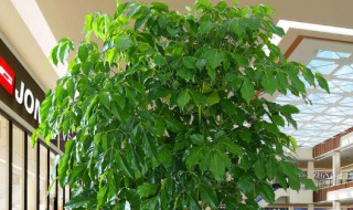 幸福树养护方法 如何养护幸福树