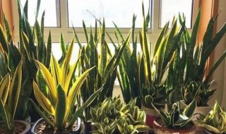 虎皮兰种植的方法 虎皮兰如何种植