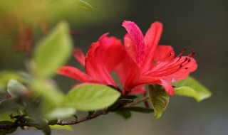 红杜鹃养殖方法 红杜鹃怎么养植