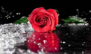 玫瑰花束保湿方法 玫瑰花束如何保鲜