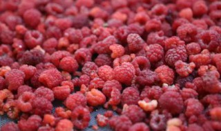 大量树莓储存方法 可以冷藏吗