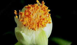 虎耳花的养殖方法 虎耳花如何养殖