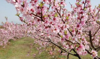 桃花什么时候开花 桃花的开花时间