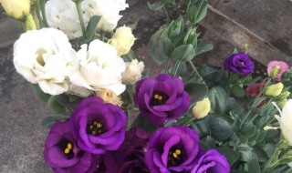 洋桔梗浇水技巧 洋桔梗浇水技巧简单介绍