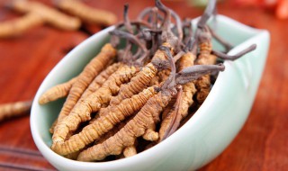 什么是冬虫夏草 冬虫夏草的介绍