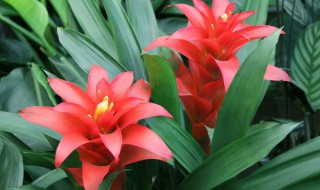 鸿运当头怎么养 鸿运当头养护技巧