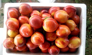 油桃增甜方法 油桃增甜方法有什么