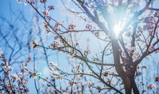 梅花的寓意和象征 梅花的花语