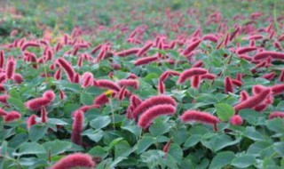 狗尾红养护方法 狗尾红养护方法简单介绍