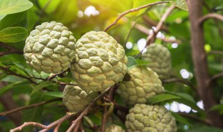 释迦果怎么保存不会变黑 释迦果不变黑的保存方法