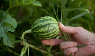 小瓜育苗的方法 如何小瓜育苗