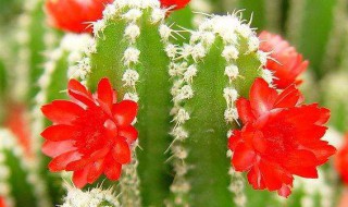 仙人掌种养方法 养殖仙人掌的方法